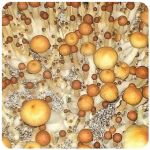 Псилоцибиновые (галлюциногенные) грибы в Вязниках Psilocybin "Golden Teacher" Псилоцибиновые (галлюциногенные) грибы в Вязниках Psilocybin "Golden Teacher"