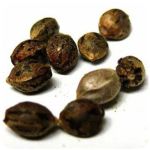 Семена марихуаны АК-47 (Seeds AK-47) в Вязниках Семена марихуаны АК-47 (Seeds AK-47) в Вязниках